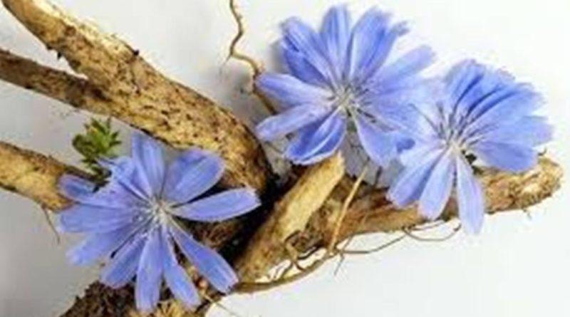 Цикорій - бур'ян, який замінить каву і допоможе схуднути