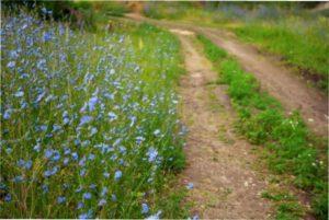 Короткий ботанічний опис цикорію.