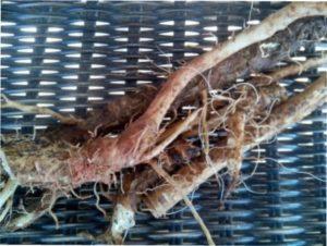 Хімічний склад і лікувальні властивості цикорію