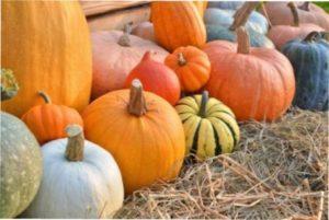 Гарбуз - корисні і лікувальні властивості - фото.