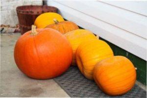 Чим корисний гарбуз для краси жінок - фото.