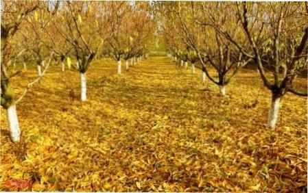 Осінні роботи в саду і городі, про які не можна забувати