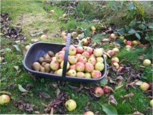 Роботи в плодовому саду восени фото