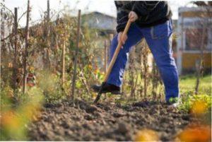Навіщо перекопувати грунт восени фото