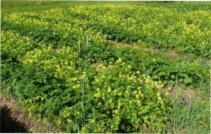 Коли осіння перекопка шкідлива?