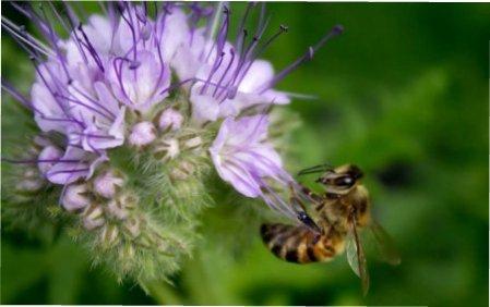 Кращі однорічні рослини-медоноси для вашого саду та городу Кращі однорічні рослини-медоноси