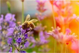 Кращі однорічні рослини-медоноси для вашого городу - фото.