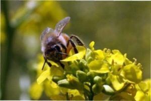 Гірчиця - сидерат медонос