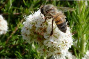 Гречка - медонос