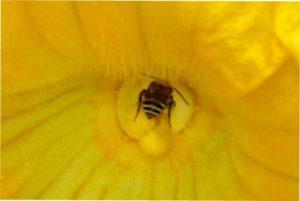 Овоч Гарбуз - медонос фото.