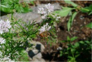 Коріандр - трави - медоноси фото.