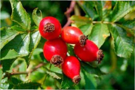 Коли збирати і як правильно висушити шипшину на зиму фото