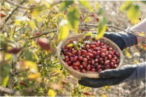 Як я збираю і заготовлюю плоди шипшини фото