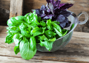 Популярні сорти базиліку для вирощування