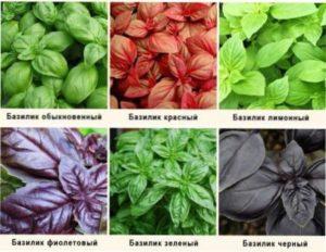 Види базиліку при вирощуванні