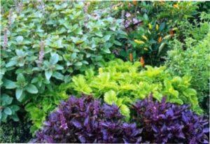 Терміни дозрівання базиліку