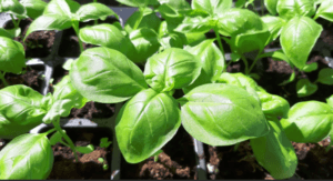 Вибір ємності для пікіровки базиліка