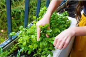 Місячний календар посадки базиліка на 2022 рік