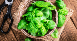 садки визначається в залежності від кліматичних умов. Терміни пересадки на грядку базиліку