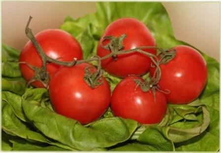 Які сорти помідор найурожайніші?