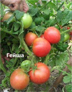 Гейша сорт помідорів