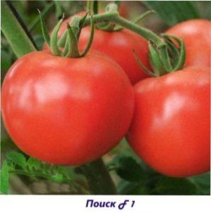 Пошук F урожай помідорів