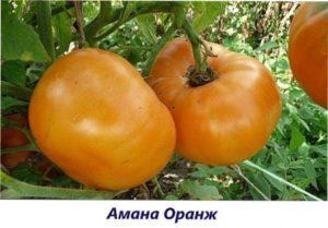 Амана оранж найбільший урожай помідорів
