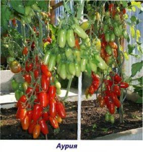 Аурія урожай томатів
