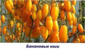 Бананові ноги урожай томатів