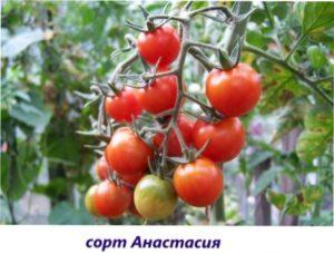 Салатні сорти томатів для вирощування у відкритому грунті