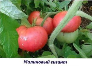  Малиновий гігант томат