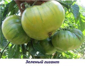 Гігант зелений томат