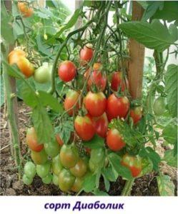 Салатні сорти томатів Діаболік