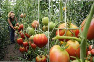 Насіння томатів - самі врожайні сорти для відкритого грунту