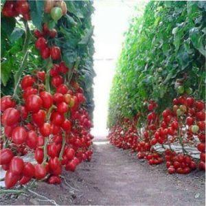 Самі врожайні сорти томатів