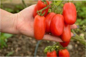 кращі сорти помідорів