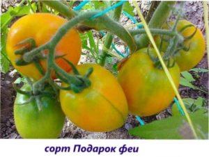 Врожайні салатні сорти томатів для теплиці