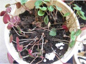 Як розмножити цикламен насінням - фото.