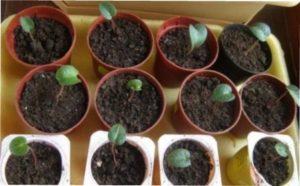 Розмноження цикламену листям - фото.