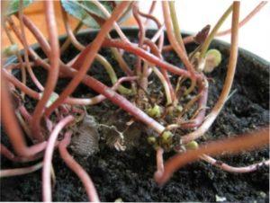 Цикламен: догляд та пересадка - фото.