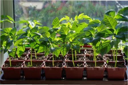 Розсада перцю в домашніх умовах