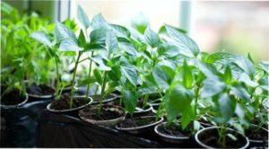 Розсада перцю в домашніх умовах 