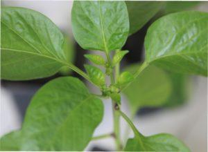 Здорова розсада перцю