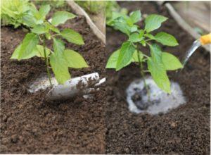 Посадка перцю в грунт