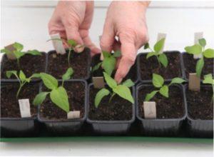 Розсада перців в горщиках