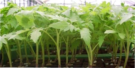 Оптимальна температура для вирощування розсади фото.