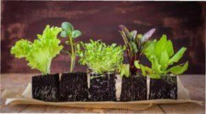 Оптимальна температура для вирощування розсади