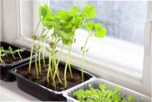 Вирощуння томатів температура для вирощування розсади