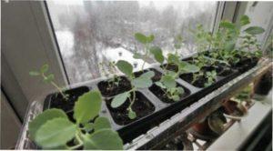 Селера - коректне вирощування 