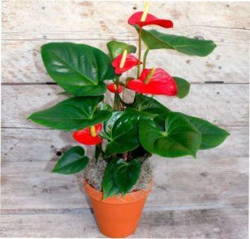 Місячний календар посіву кімнатних ролин у лютому 2022 році